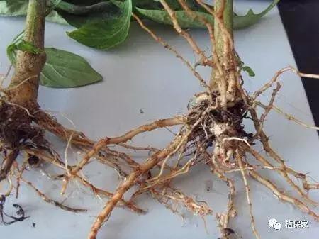 根腐病最好的解决方法,黄瓜茎基根腐病的治疗方法