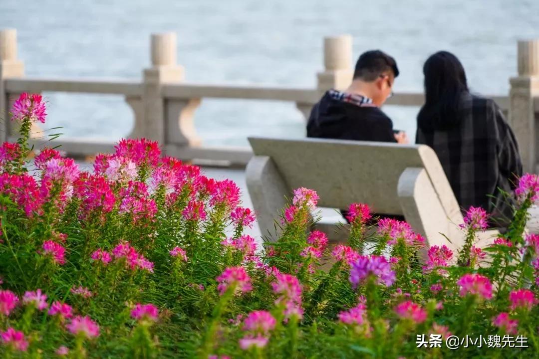 珠海能成为最宜居的城市,珠海各区宜居程度