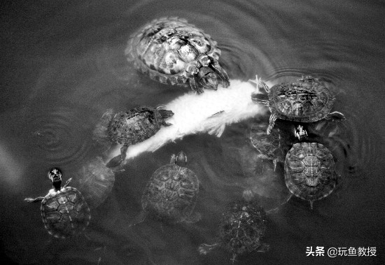 这些东西跑到外面去居然会引起生态危机！