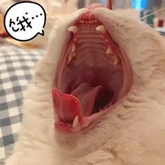 过年回家15天留守猫咪怎么办,主人回家过年猫咪独自等候