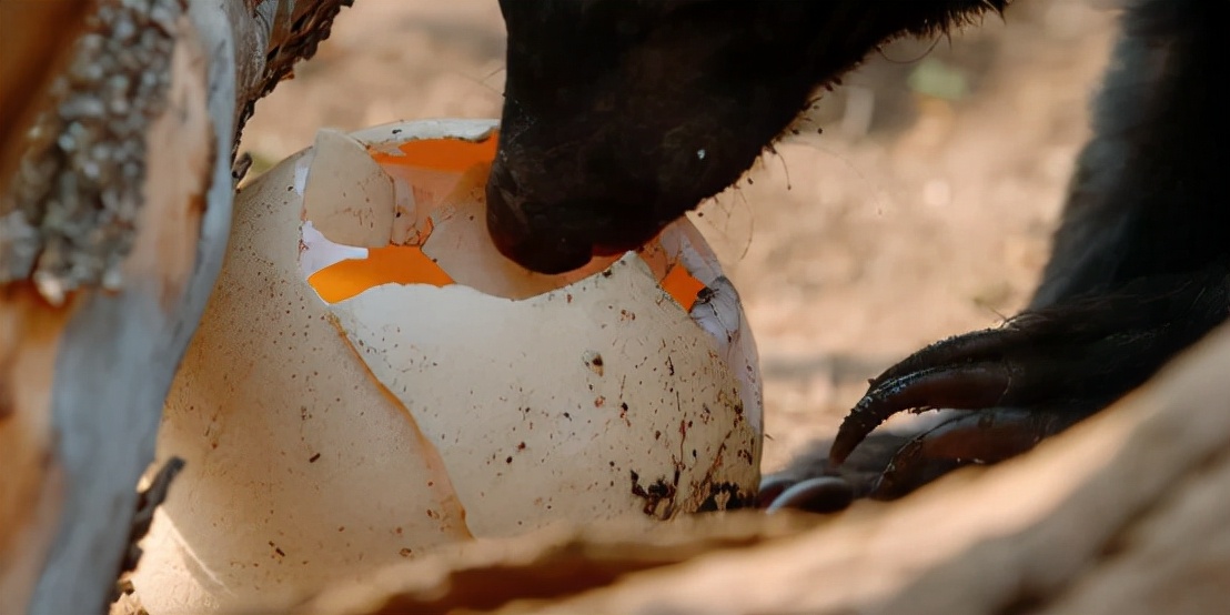 蜜獾吞食毒蛇视频,克星蜜獾专门咬很凶猛的毒蛇