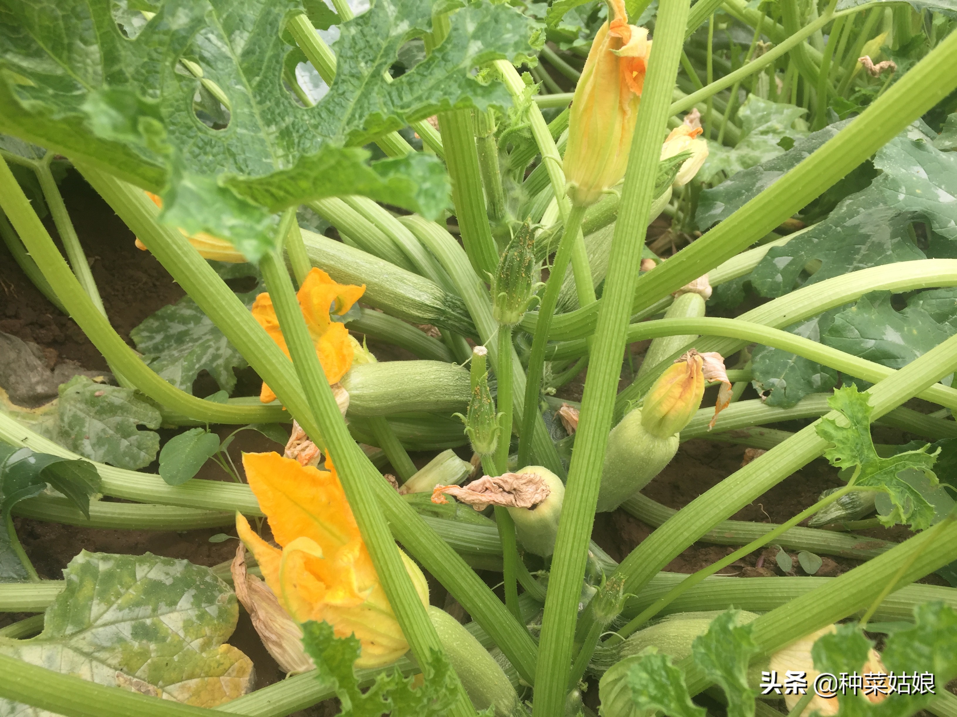 种菜怎么避免徒长,种菜如何防止烂根