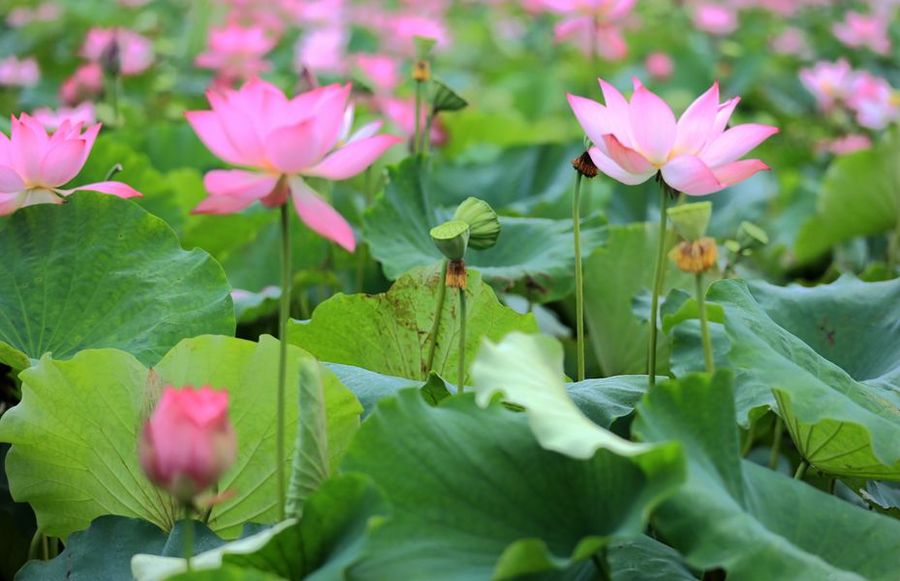 映日荷花别样红夏天赏荷正当时,夏至赏荷映日荷花别样红