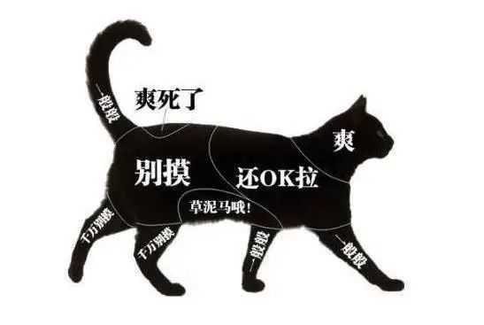 猫咪的快乐就是晃头晃脑,猫咪的隐藏开关