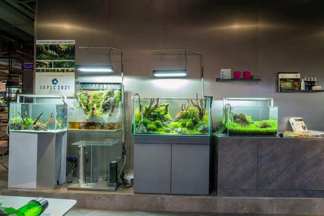 新鱼缸放鱼后水质非常浑浊,鱼缸加了益生菌后水质发白浑浊