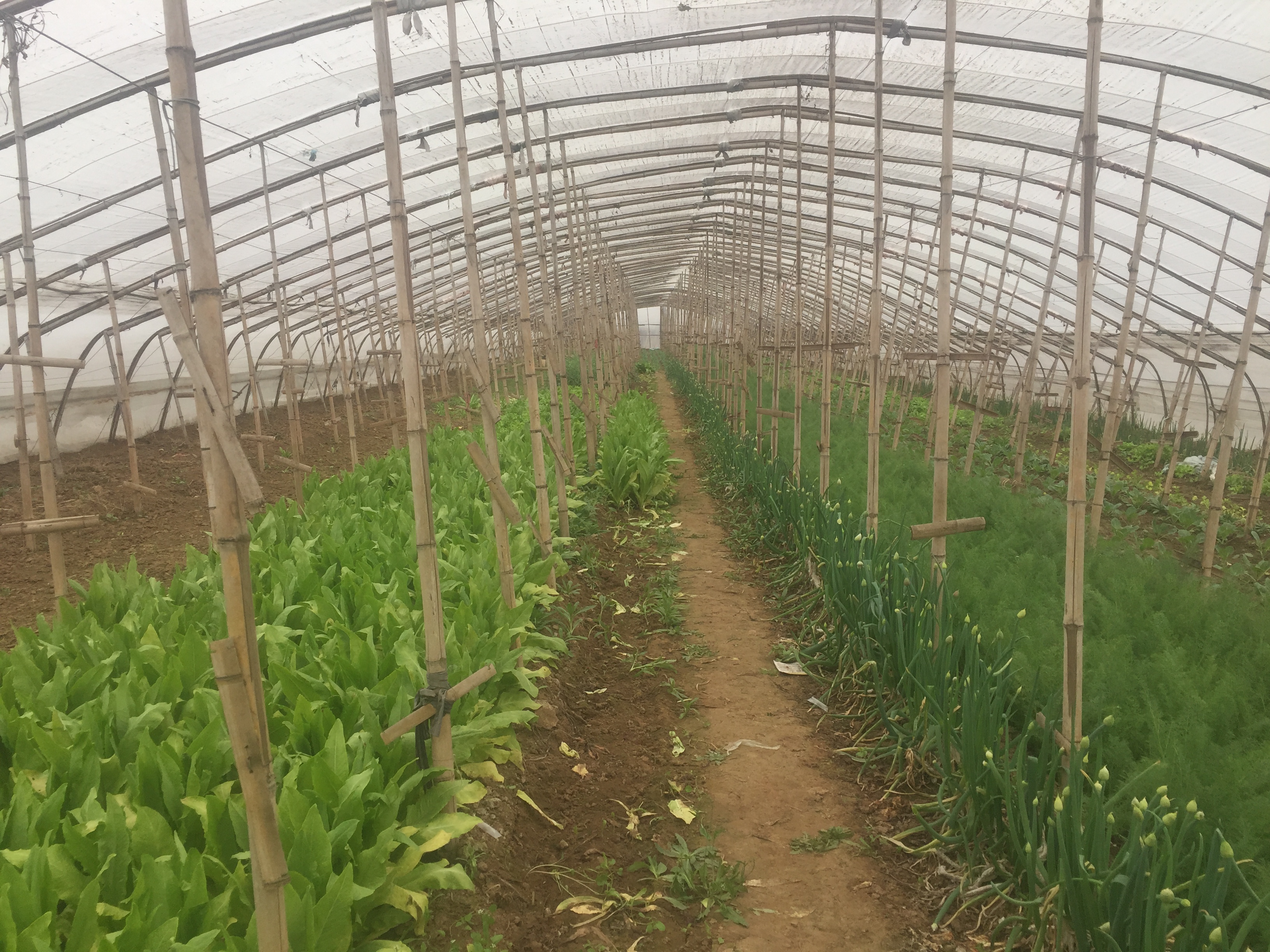 蔬菜大棚绿苔怎么消除,大棚里土地起绿苔是怎么回事