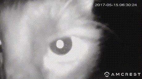 猫咪拉屎姿势好笑,猫咪拉屎搞笑表情