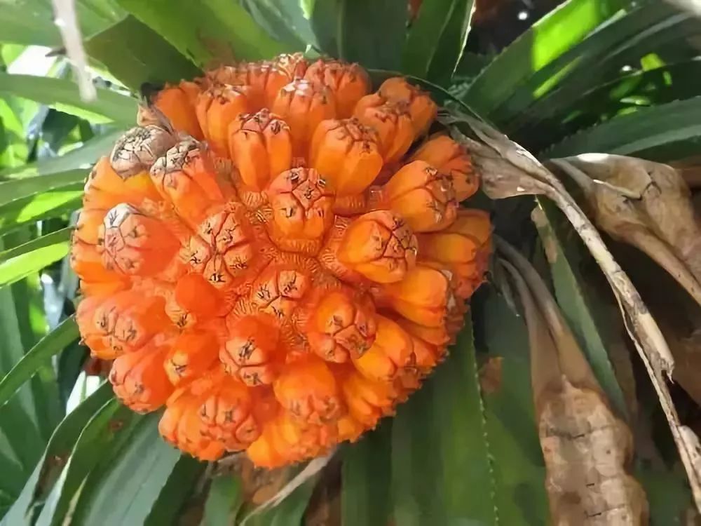 不常见的水果你见过几种吃过几种,哪些是不常见却很好吃的水果