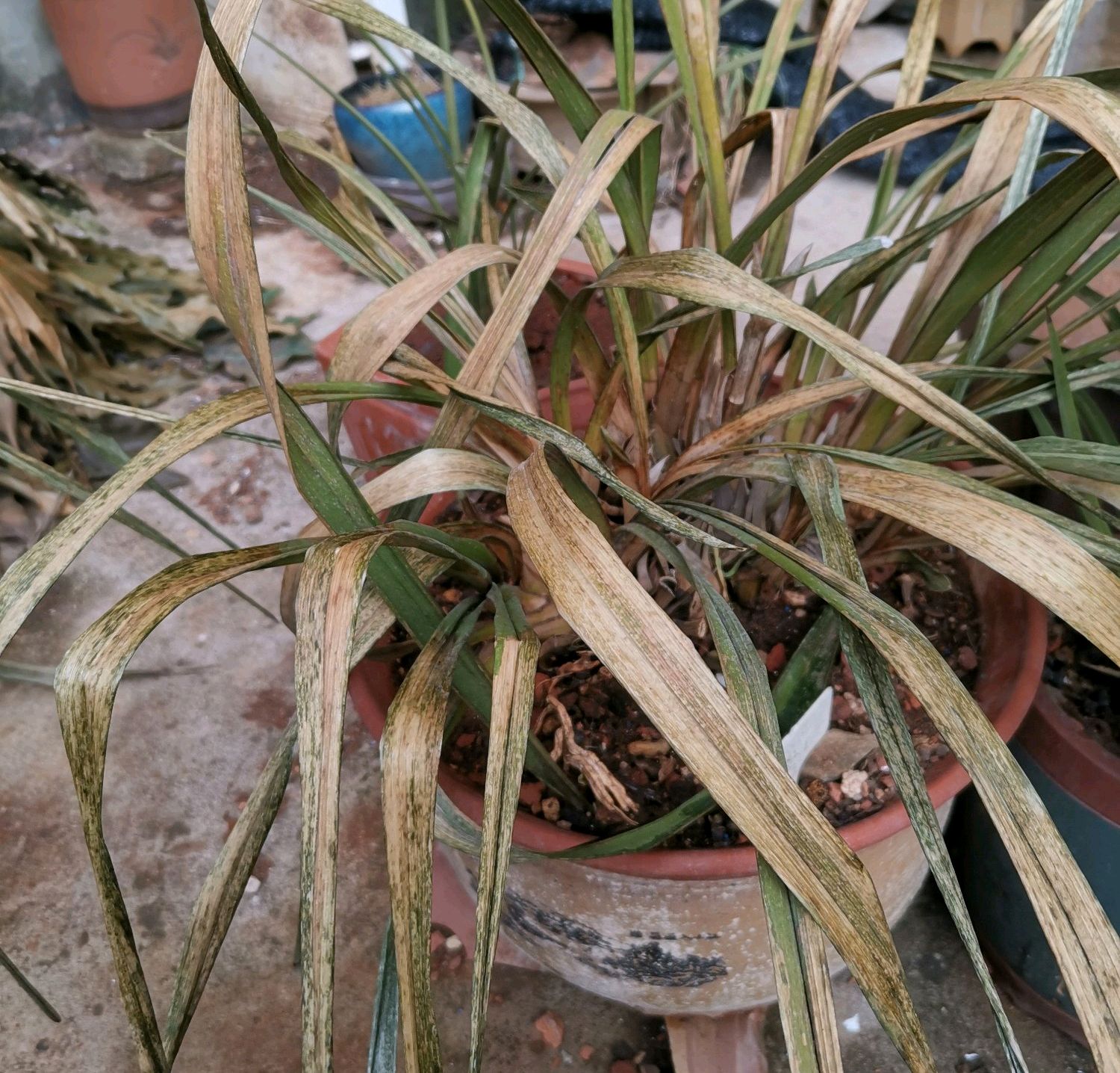 第一次养蝴蝶兰好吗,第一次养兰花要怎么种呢