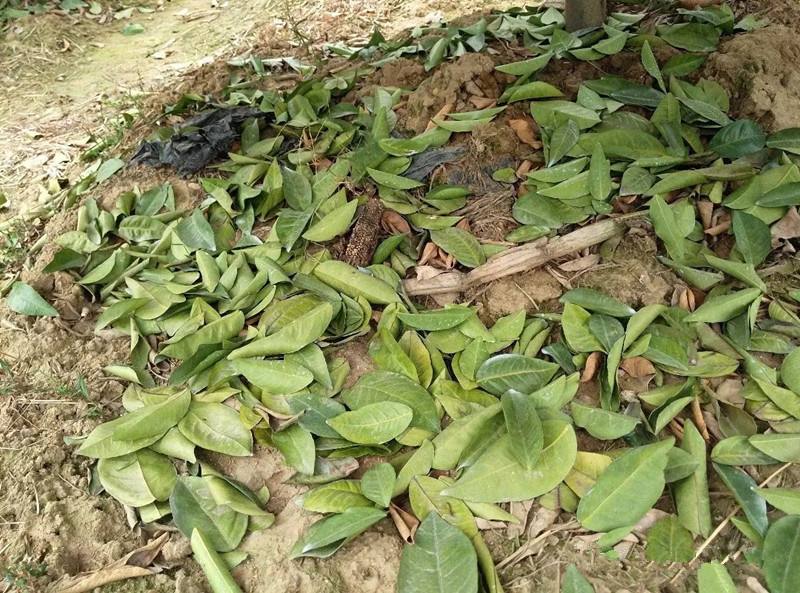 柑橘落叶落果是什么原因,柑橘落果病的原因和解决方法