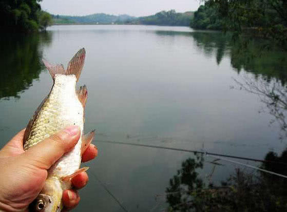 怎么自己制作竹竿钓鱼,怎么制作一个竹竿去钓鱼