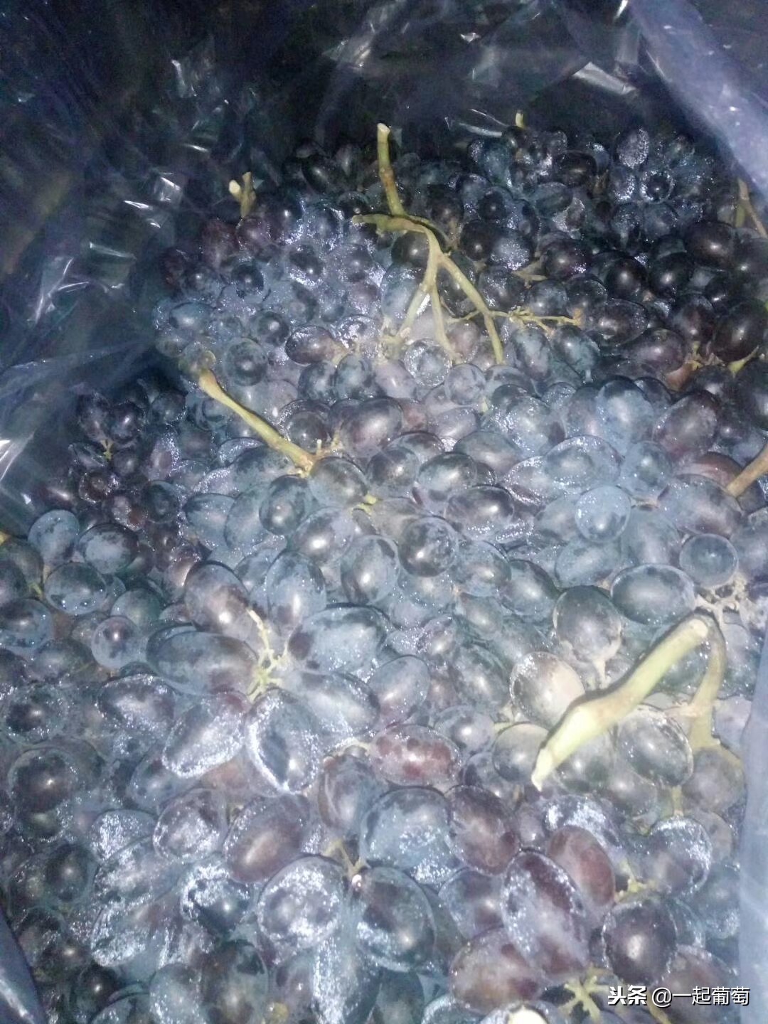 葡萄的来历小故事,收葡萄什么梗