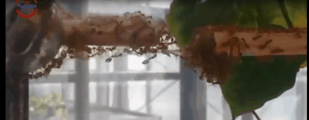 蚂蚁偷袭蜂巢,蚂蚁搭建活桥入侵蜂巢