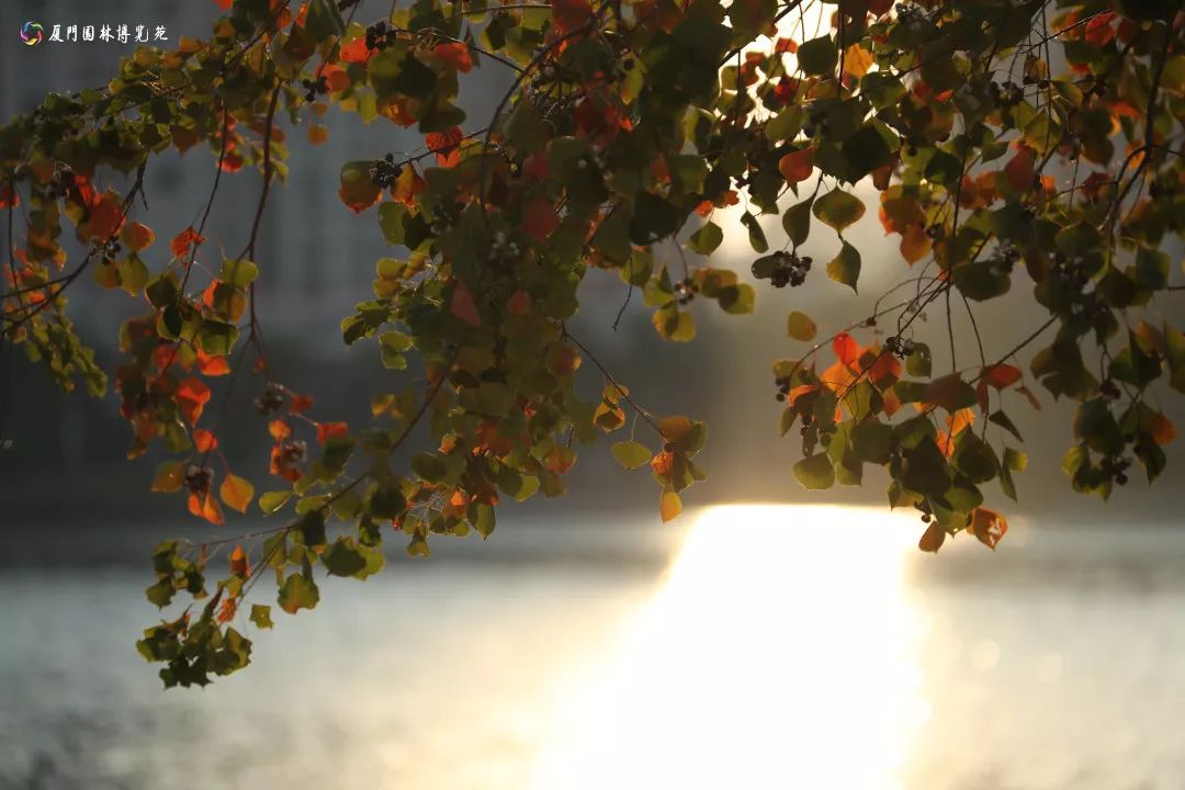 速来！园博苑有让*欲人**罢不能的季相变化之美，还有众多萌物陪伴你~