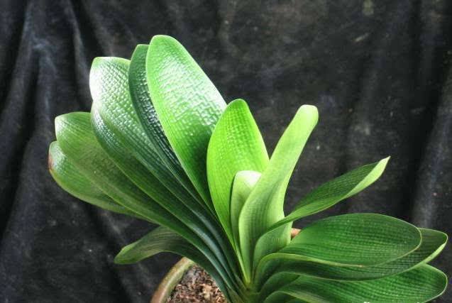 君子兰叶子长歪了可以剪掉吗视频,君子兰下面叶子长歪了可以剪掉吗
