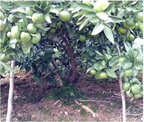 防治流胶用啥药,预防流胶病打什么药