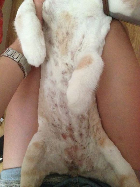 猫癣经历,猫癣的形成原因与治疗方法