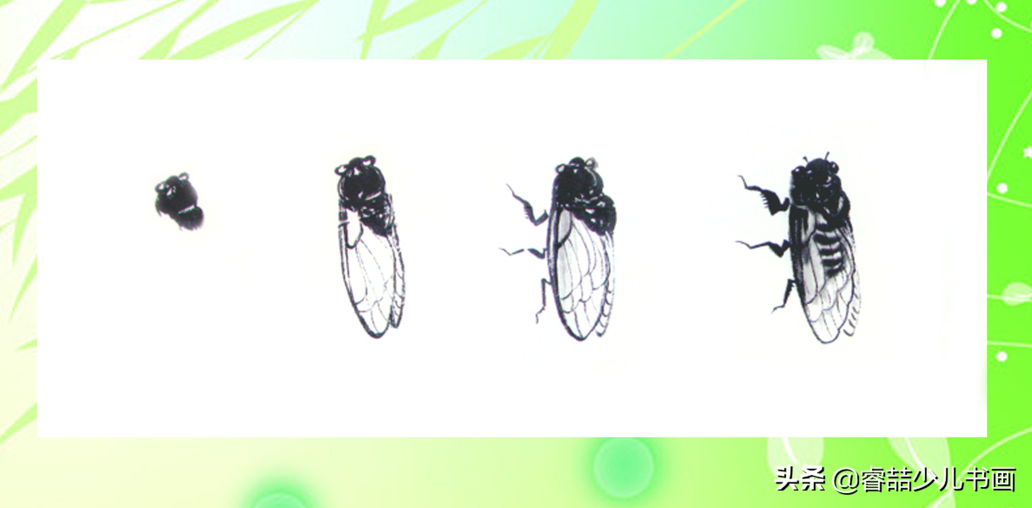中国画墨画教学,墨蝉与绿蝉怎么画