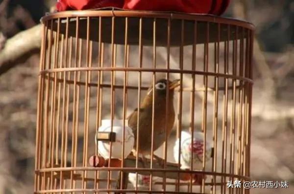 画眉鸟不洗澡最有效方法,画眉鸟不洗澡怎么办