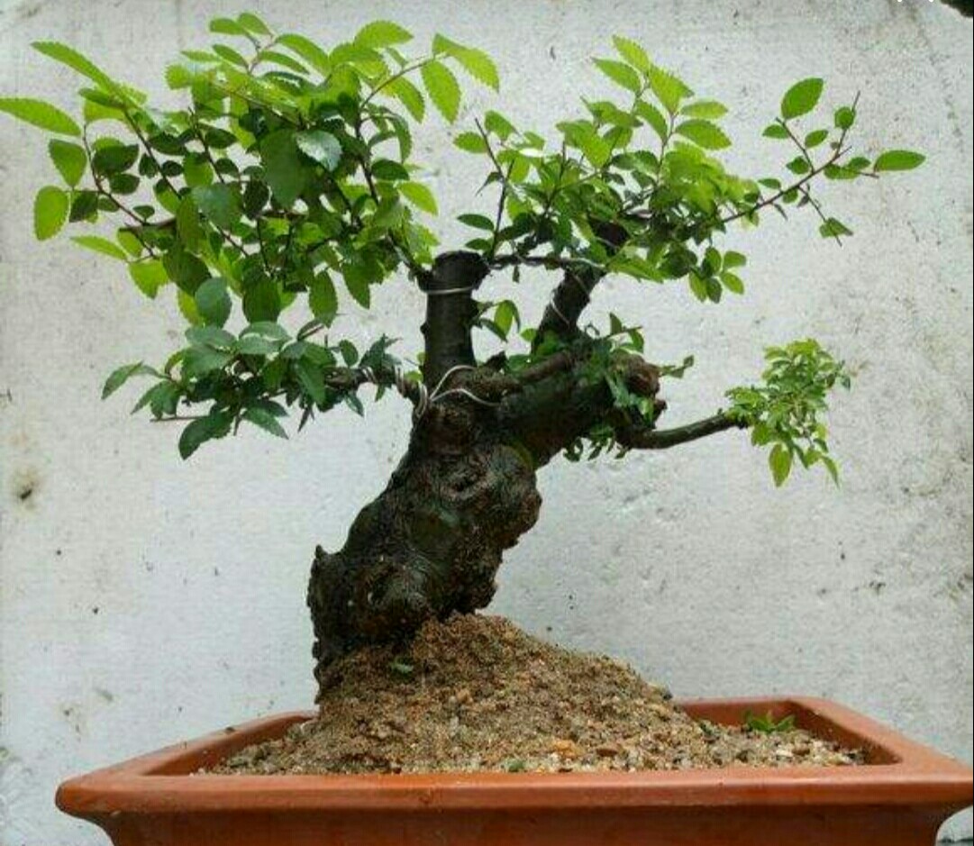 大型小叶榔榆上盆之前如何修剪,刚买的小叶榔榆上盆关注什么