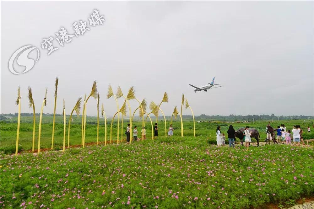 来成都打卡空港花田,成都双流空港花田打卡看飞机