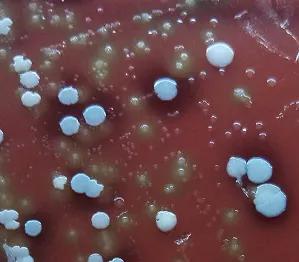 窥一斑而知全貌出自,窥一孔而知全豹