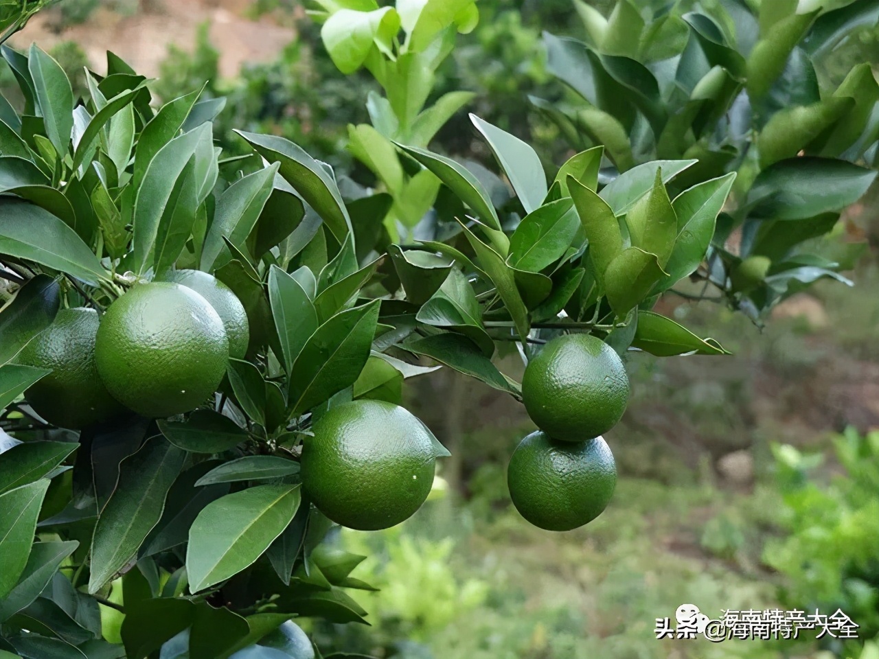 海南热带水果种植基地,海南哈密瓜是热带水果