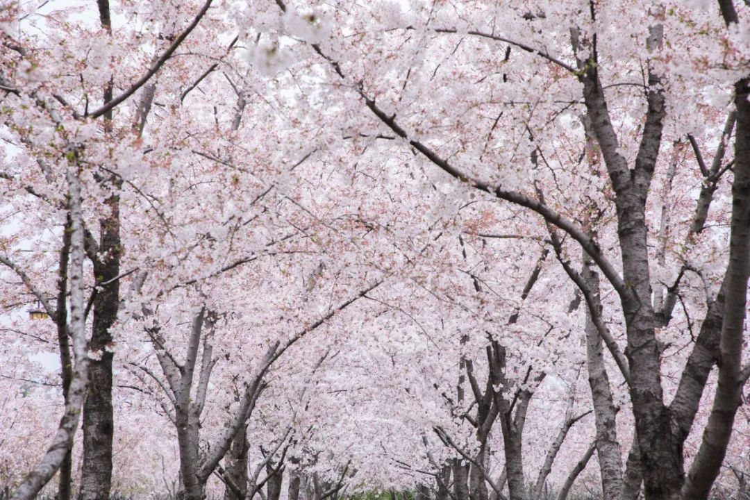 扬州究竟值不值得吃？