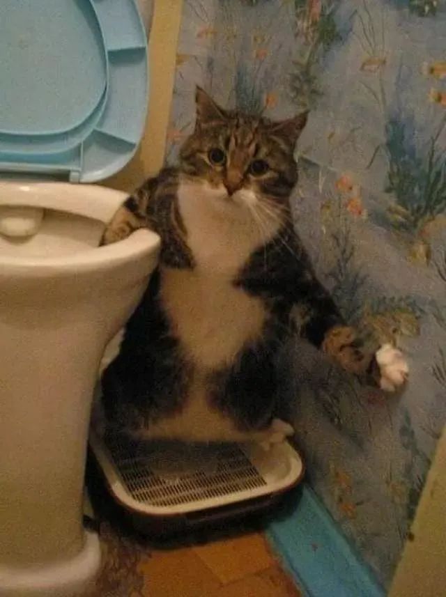 拉屎这么臭，姿势还这么骚，这些猫还真是猫界艾丽