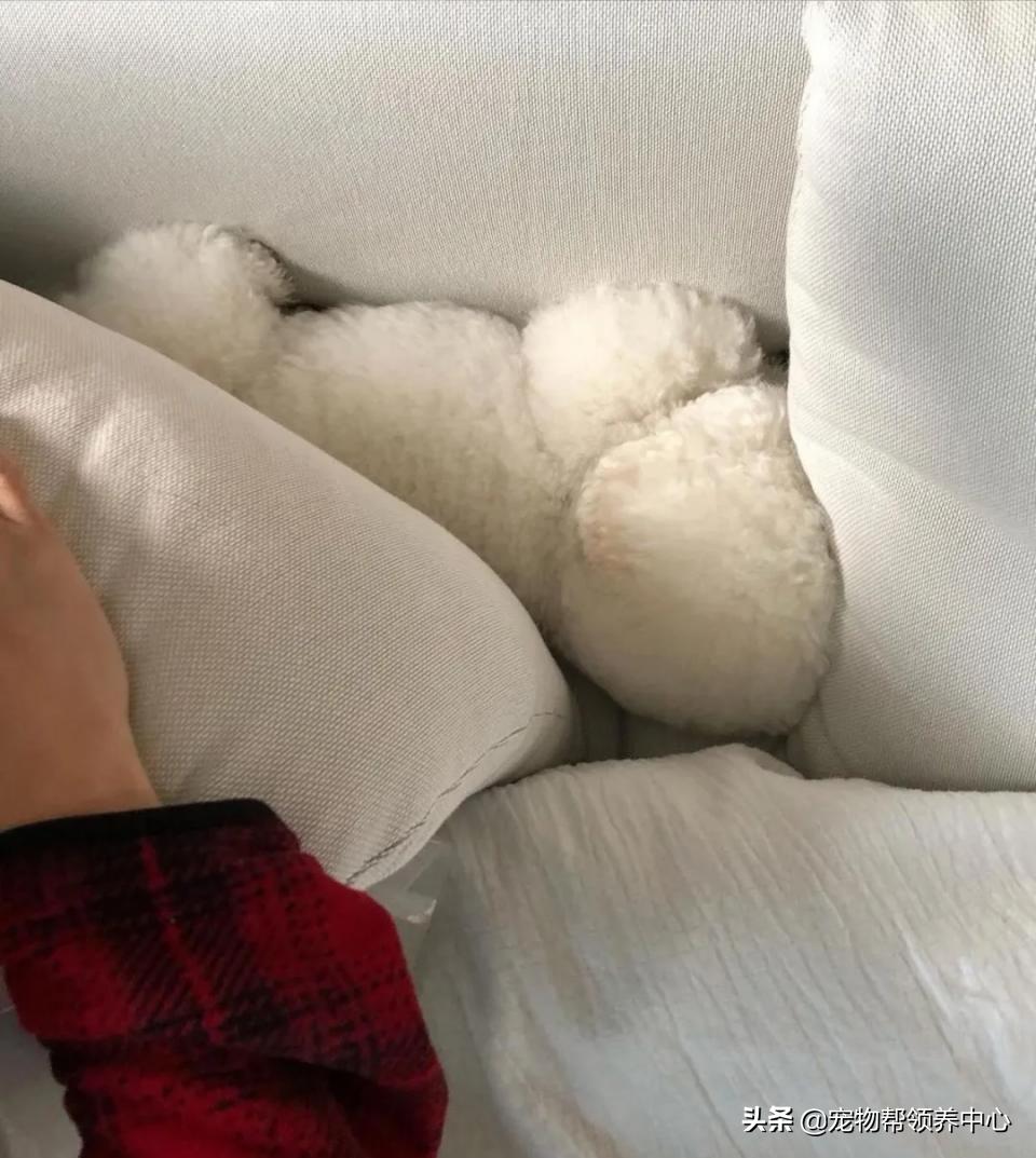 如何教比熊安静等待,比熊活蹦乱跳该怎么训练