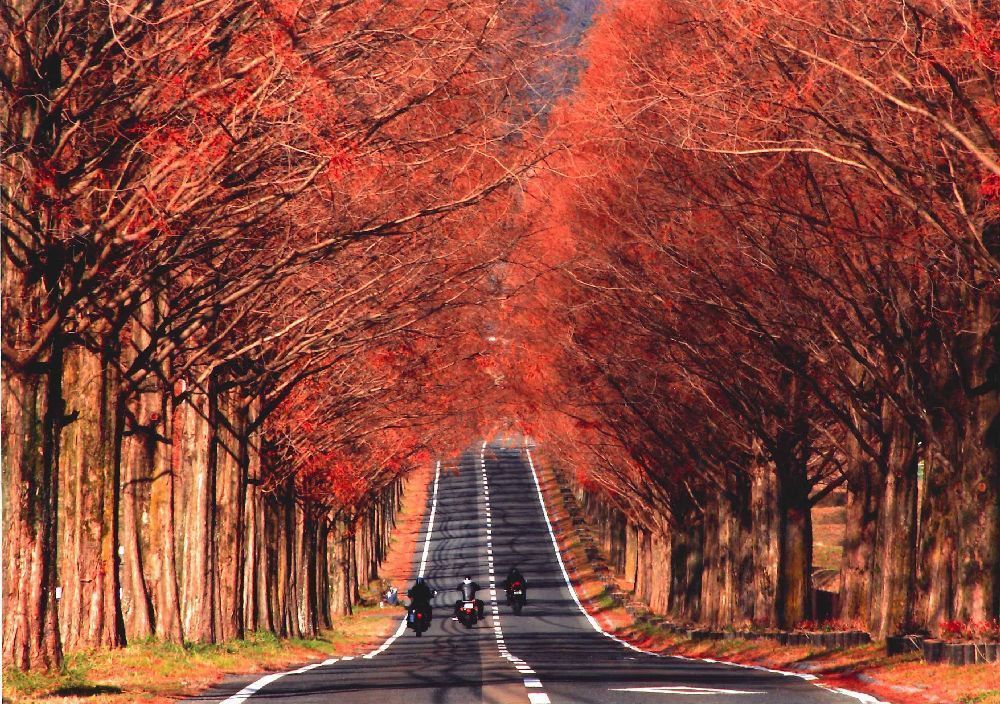日本秋景哪里好,又来日本不可错过的6大风景