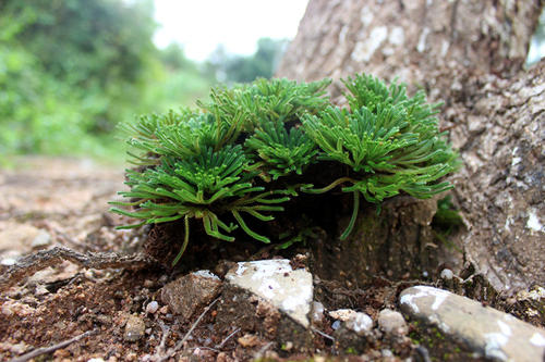 卷柏上盆后怎么浇水,卷柏浇水变绿的原因