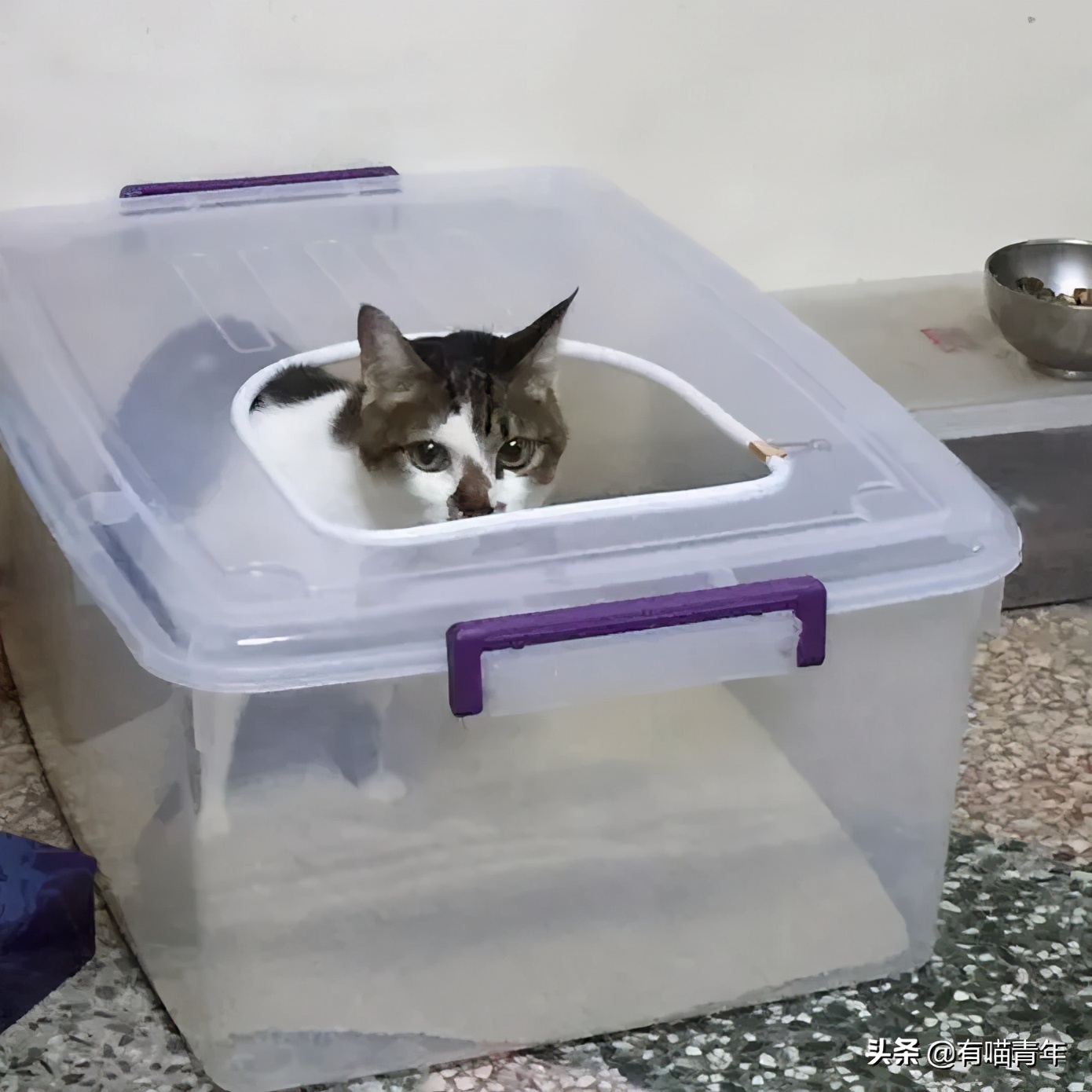 为什么对着猫吹气它会生气 (对着猫吹气)