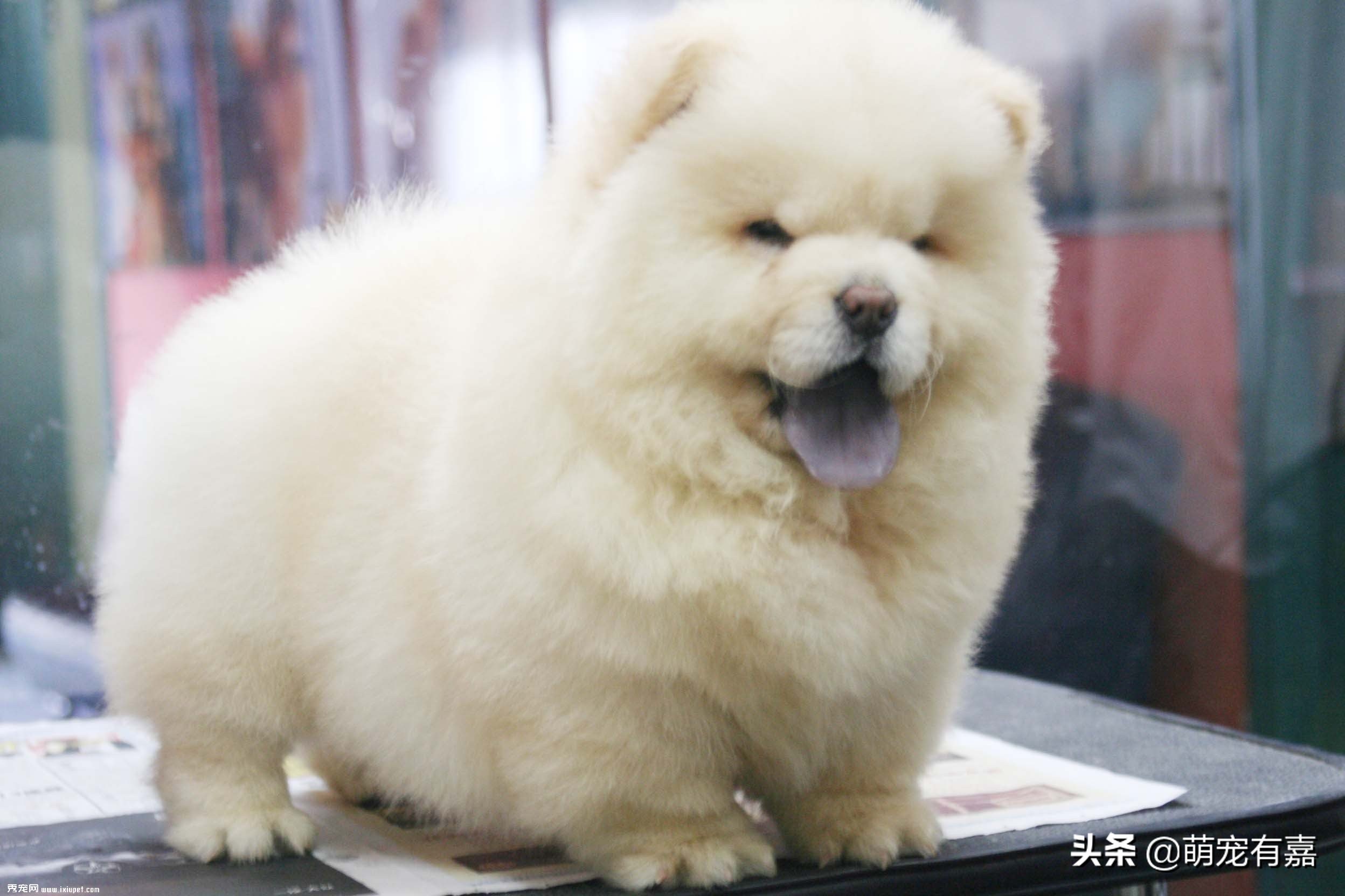 微量元素为什么能改善狗狗异食癖,异食癖宠物