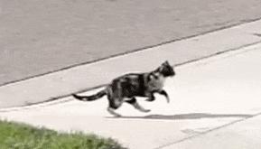 猫步怎么走八字步,猫步的基本动作图片