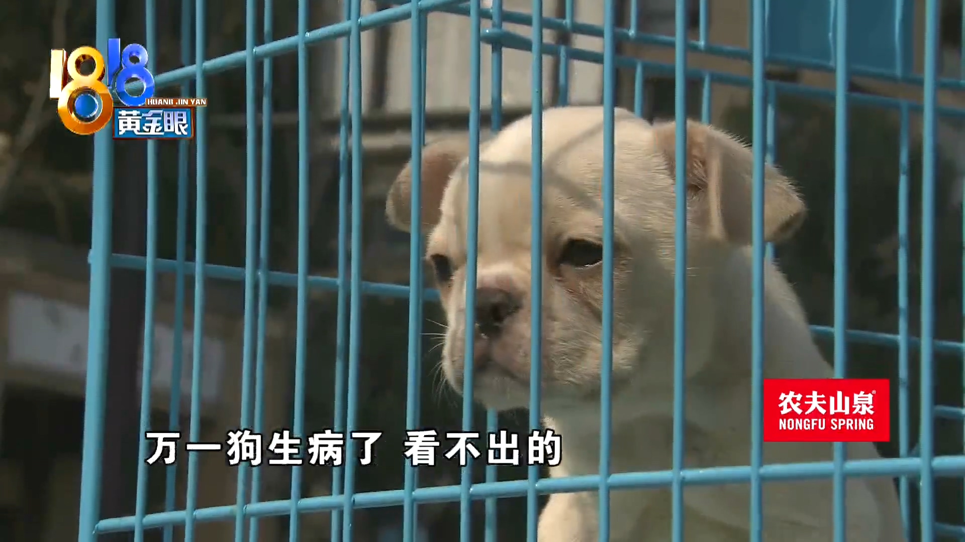 刚买10天不到的小狗被炖了,买来三天小狗就腿站不直了