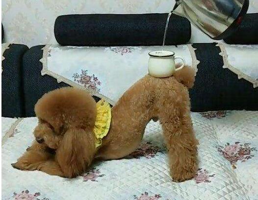 贵宾犬为什么不建议养,为什么养贵宾的人比雪纳瑞多