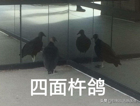 膝关节置换最坏后果,膝关节置换手术吓人