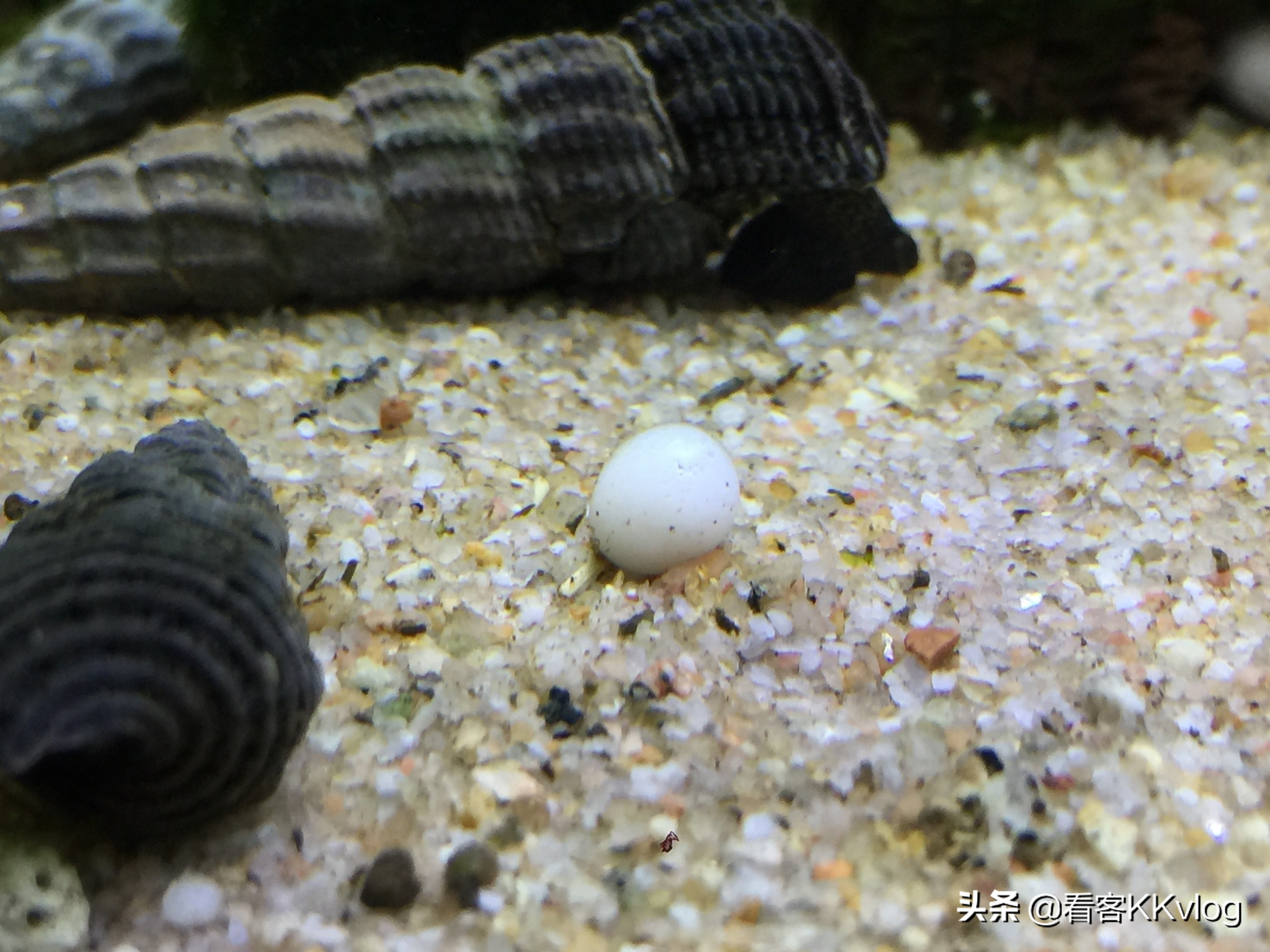 观赏螺卵图鉴,观赏螺的卵怎么养