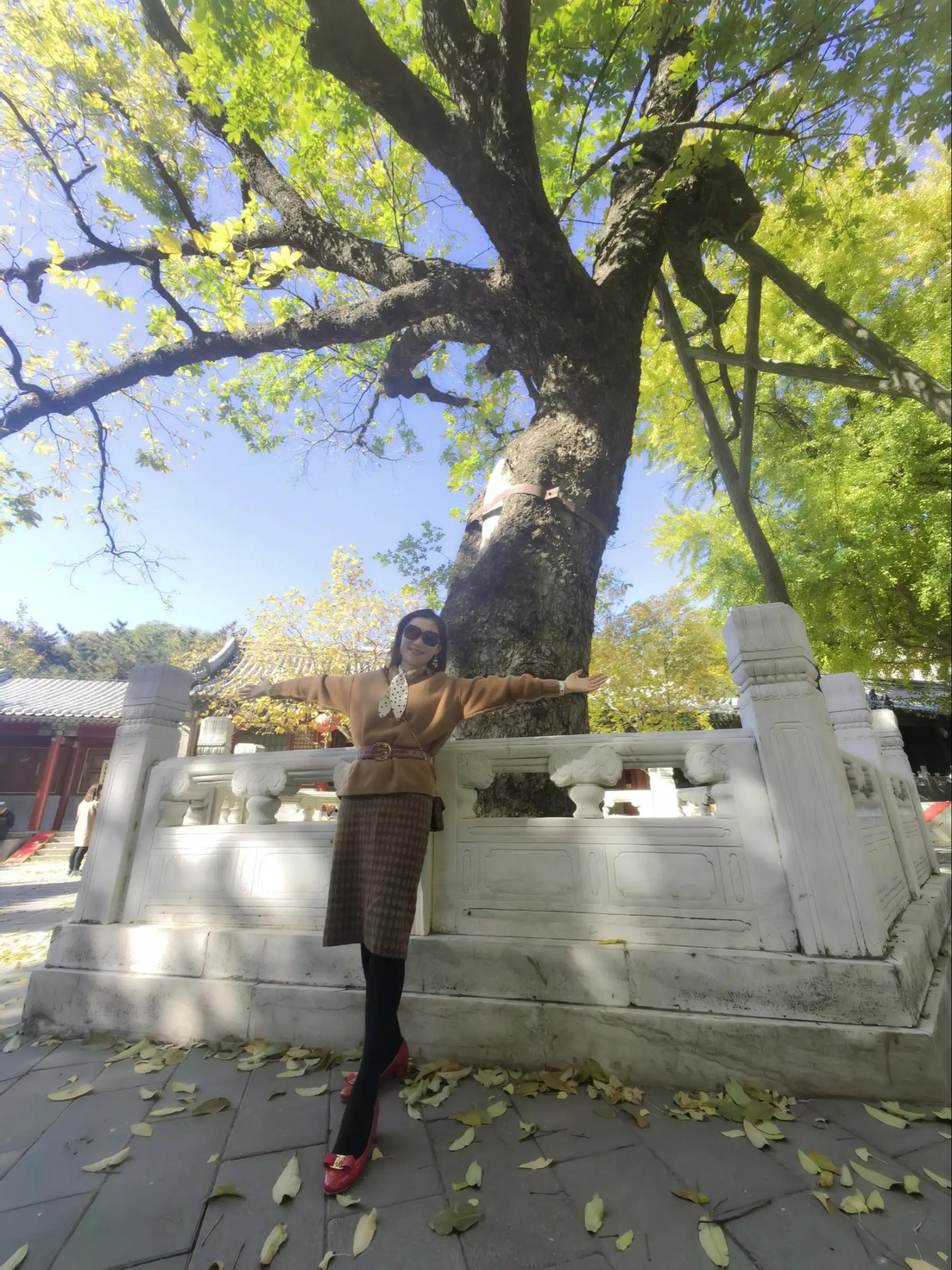 北京潭柘寺的古银杏树图片,潭柘寺银杏树观赏最佳时间