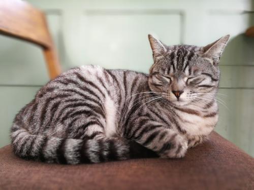 宠物猫拉稀是什么情况,宠物猫拉稀是什么原因