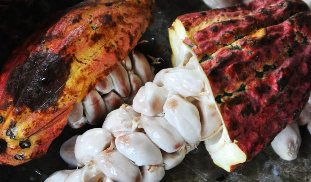 巧克力节旅游攻略,新西兰巧克力狂欢节