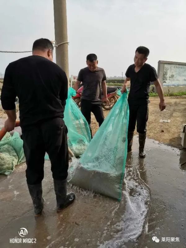 莱阳丁字湾,莱阳丁字湾最新消息