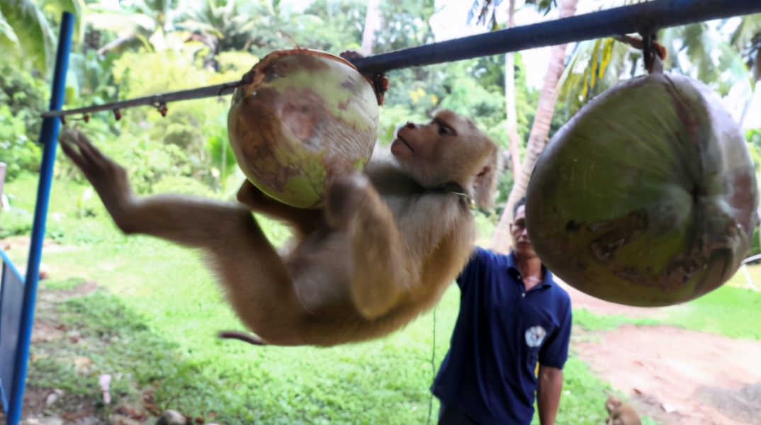你爱吃的椰子，背后可能有一只泰国“打工猴”血汗故事