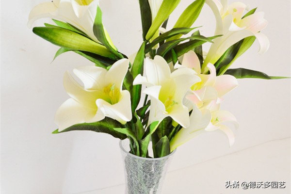 食用百合什么时候种植最好,兰州百合地栽种植详细方法