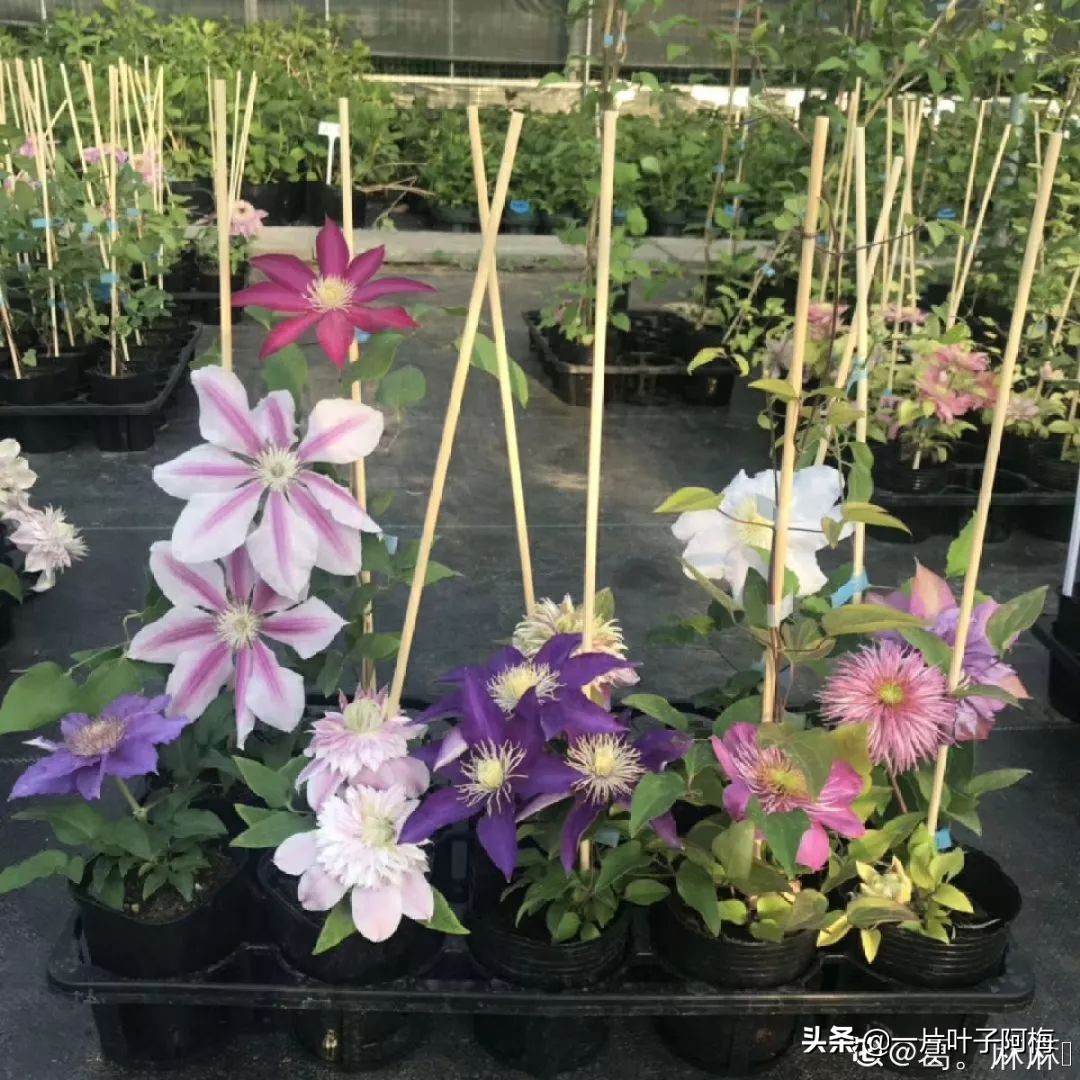 自制养花水配方除臭,养花自制10种消毒水不招虫不烂根