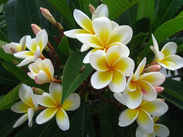 海岛龙船花室内养护,龙船花绿植盆栽怎么养