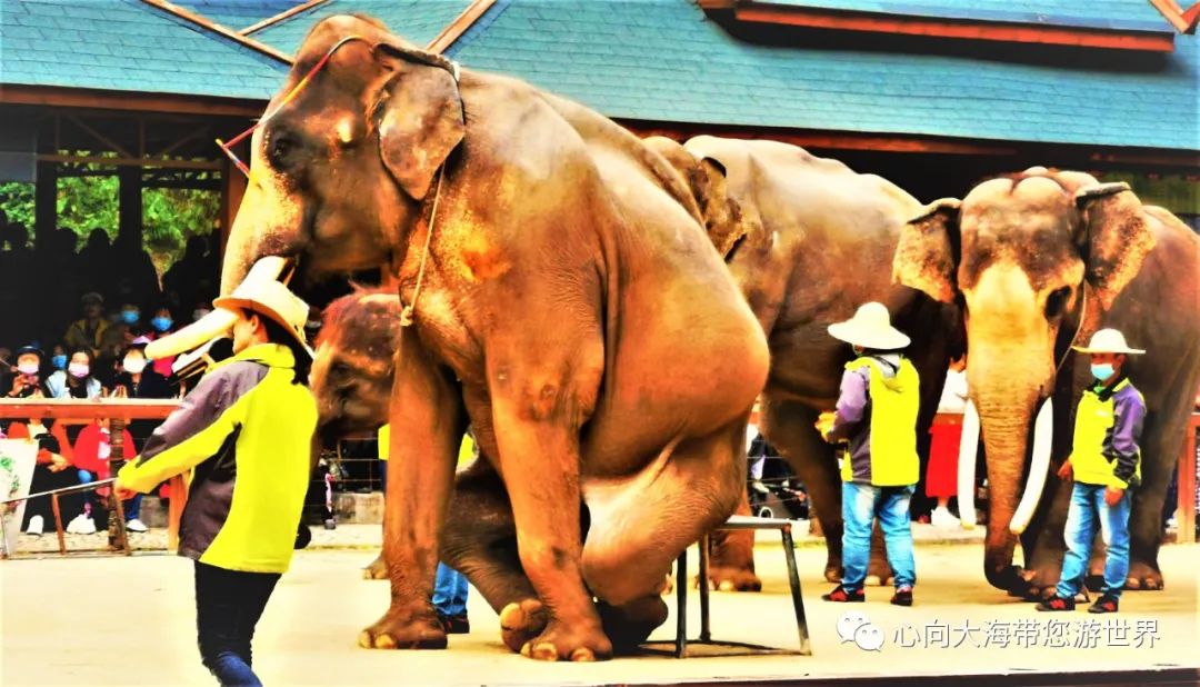 彩云之南版纳行,版纳之旅看大象