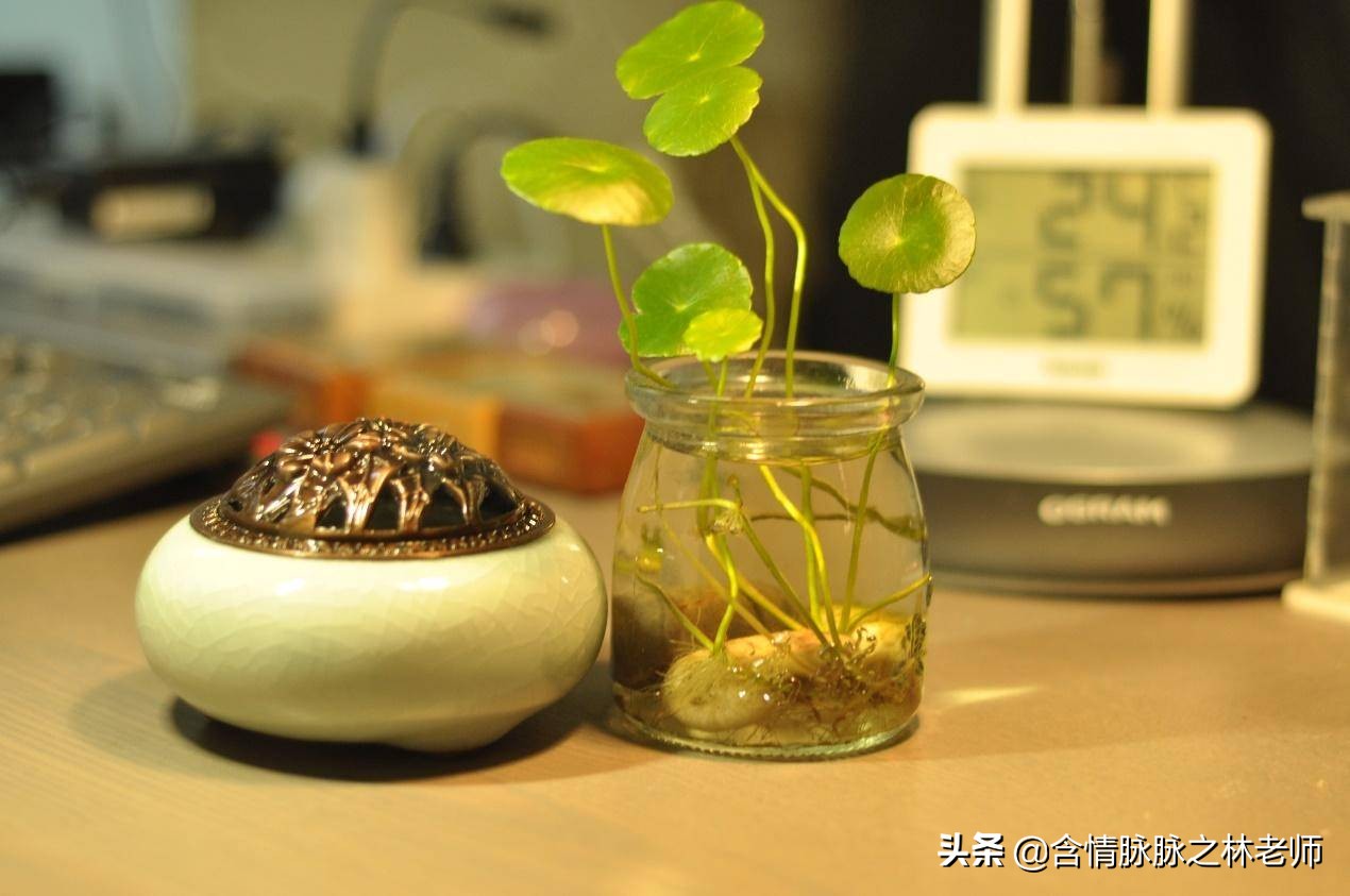 室内三种最旺家庭养植物,家居绿植哪些不适宜养