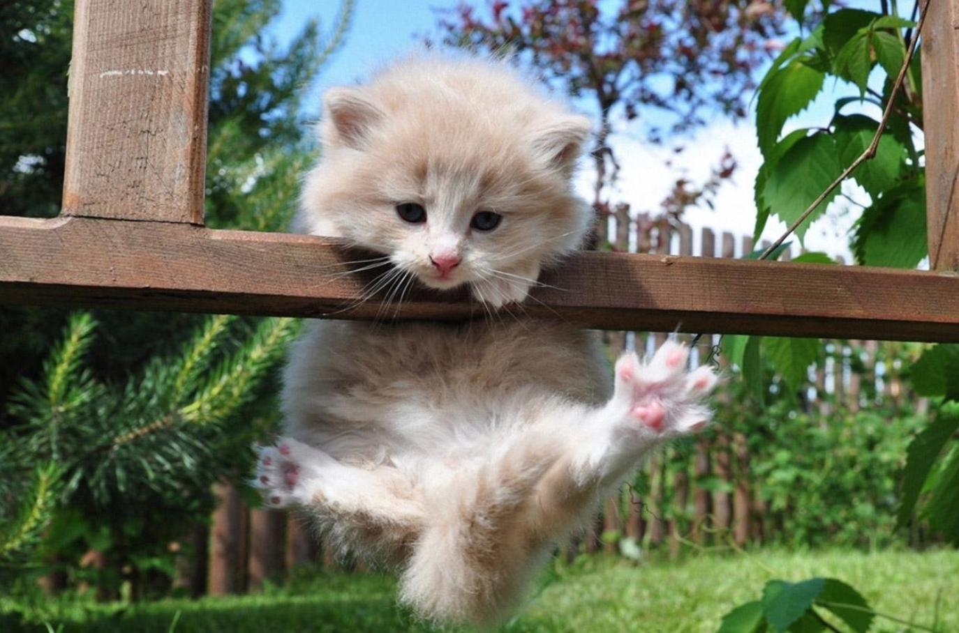 养宠小知识猫咪便秘怎么解决,猫咪会有抑郁情绪吗